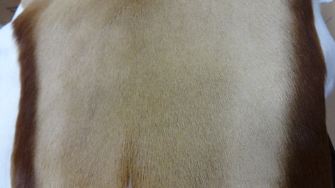 African SPRINGBOK Skin Natural Large antelope hides XL (approx 37" X 21")