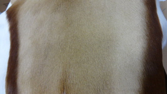 Natural XX Large African SPRINGBOK Skins African antelope hides (approx 39"X22")