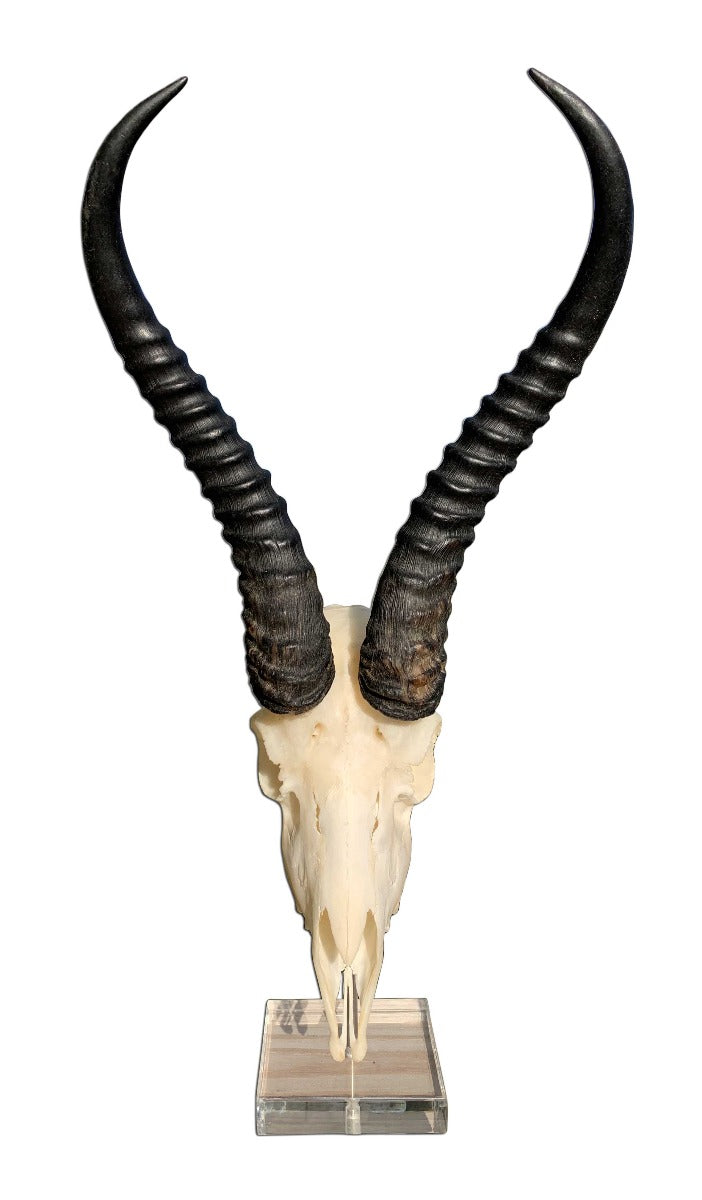 Real Springbok Skull on Acrylic Stand African Antelope Horns Approximate Size: 15HX9WX6D inches