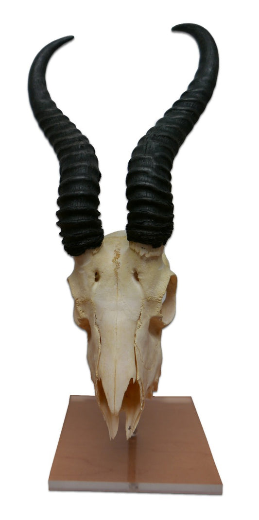 Véritable crâne de Springbok sur support en acrylique Cornes d'antilope africaine Taille approximative : 15HX9WX6D pouces