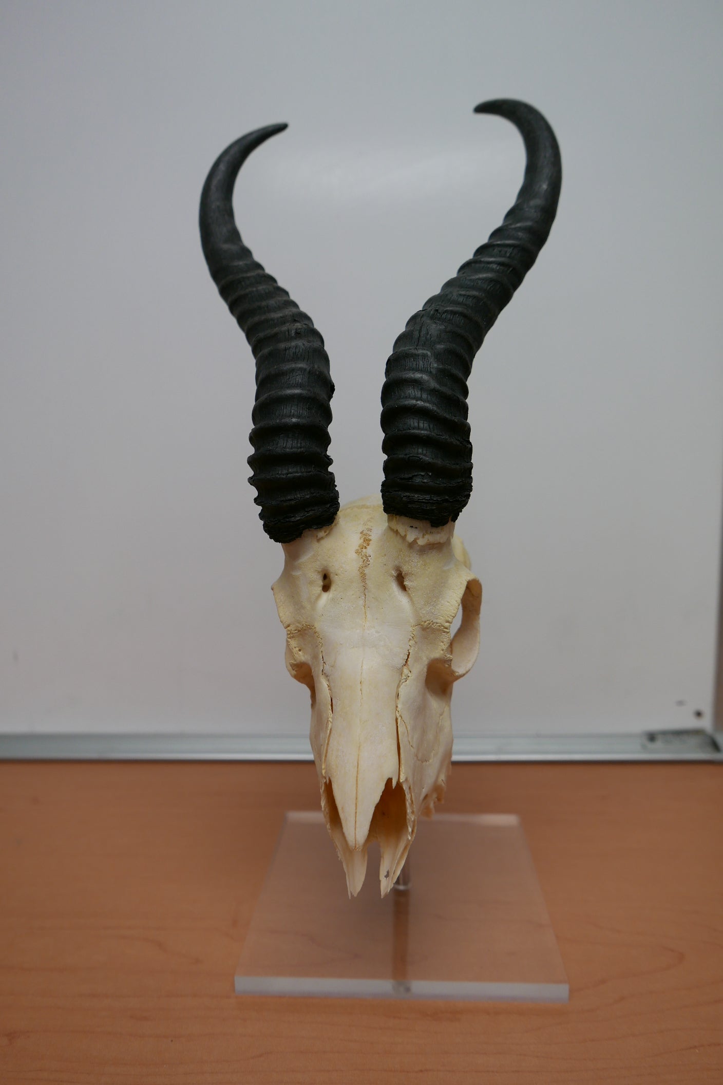 Springbok Complete Skeleton Springbok skull – Cowhides USA