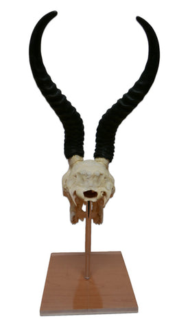 Real Springbok Skull on Acrylic Stand African Antelope Horns Approximate Size: 15HX9WX6D inches
