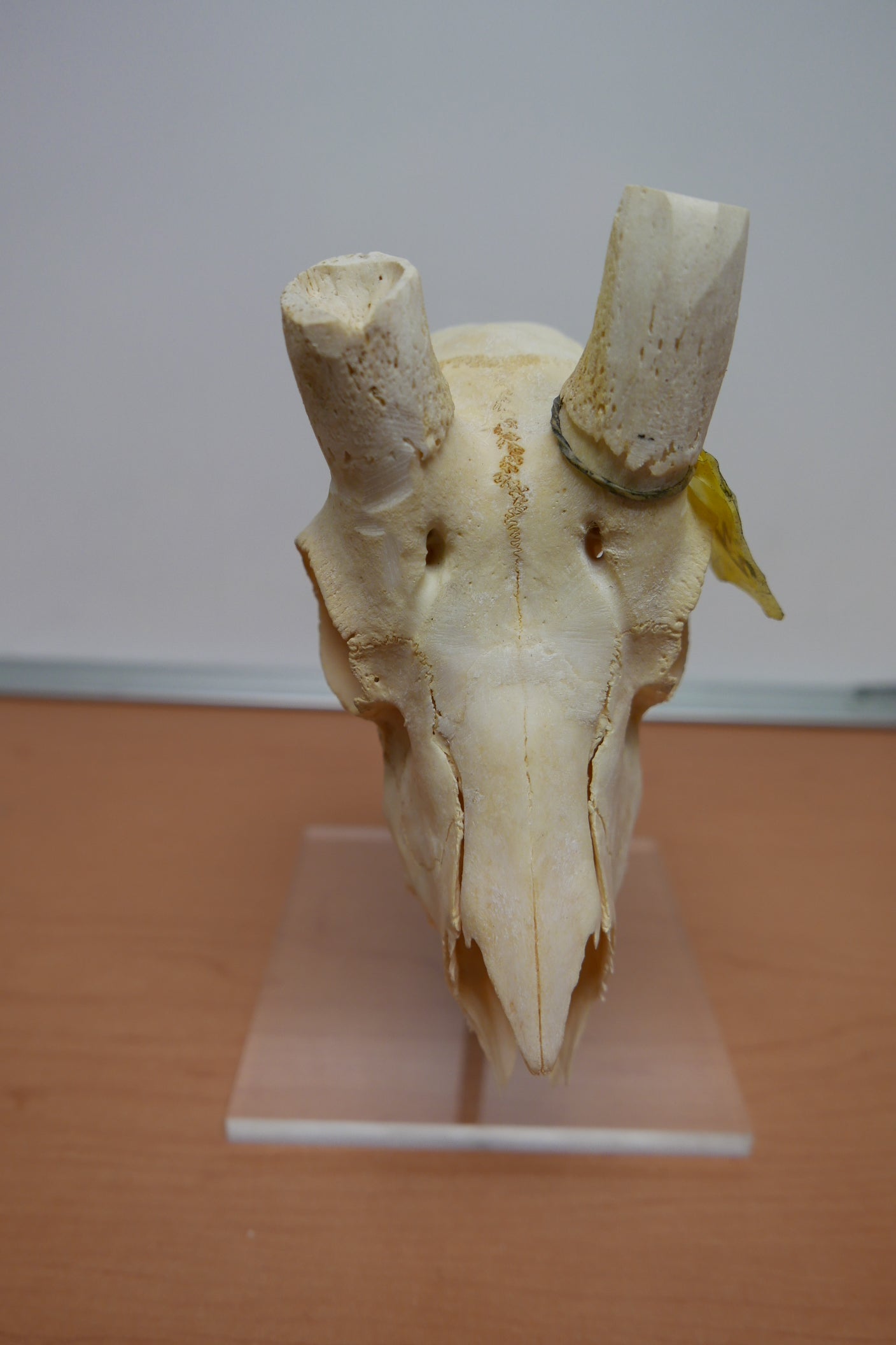 Springbok Complete Skeleton Springbok skull – Cowhides USA