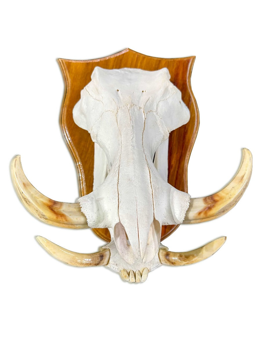 African Pig Skull - Real Wild Pig Polished Cranium - Approximate Size: About 16" long X 10" wide X 9.5" deep