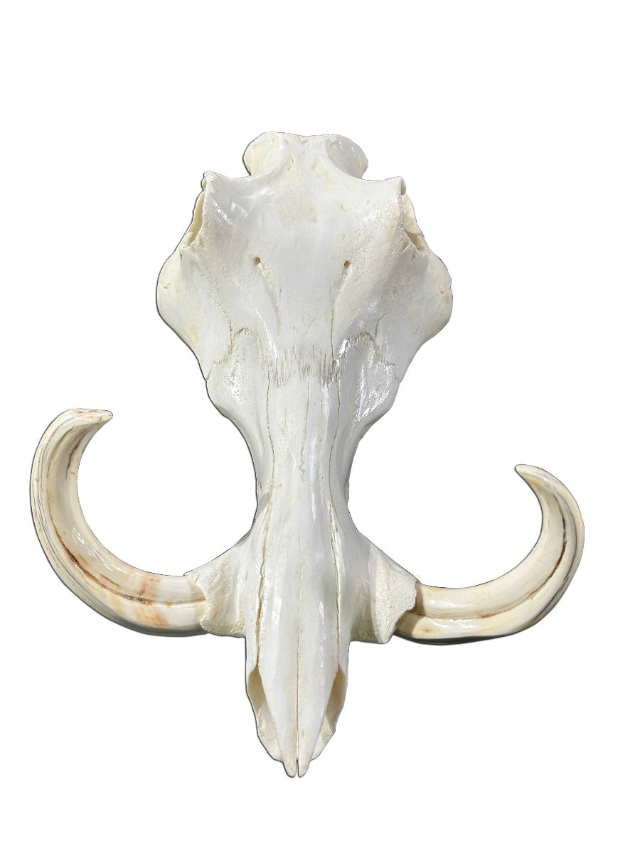 African Pig Skull - Real Wild Pig Polished Cranium - Approximate Size: About 14" long X 10" wide X 8" deep