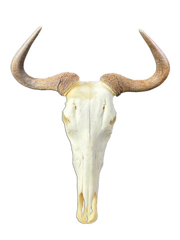 Gnu Skull - #5, Wildebeest Skull, Mature Old Wildebeest Skull African Antelope Horns + Skull/ Gnu Skull / Blue Wildebeest Skull