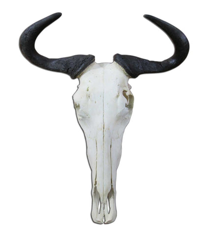 Skull/ Gnu Skull / Blue Wildebeest Skull