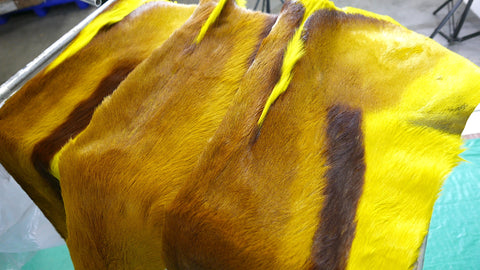 Dyed Yellow Springbok Skin African SPRINGBOK Skin African antelope