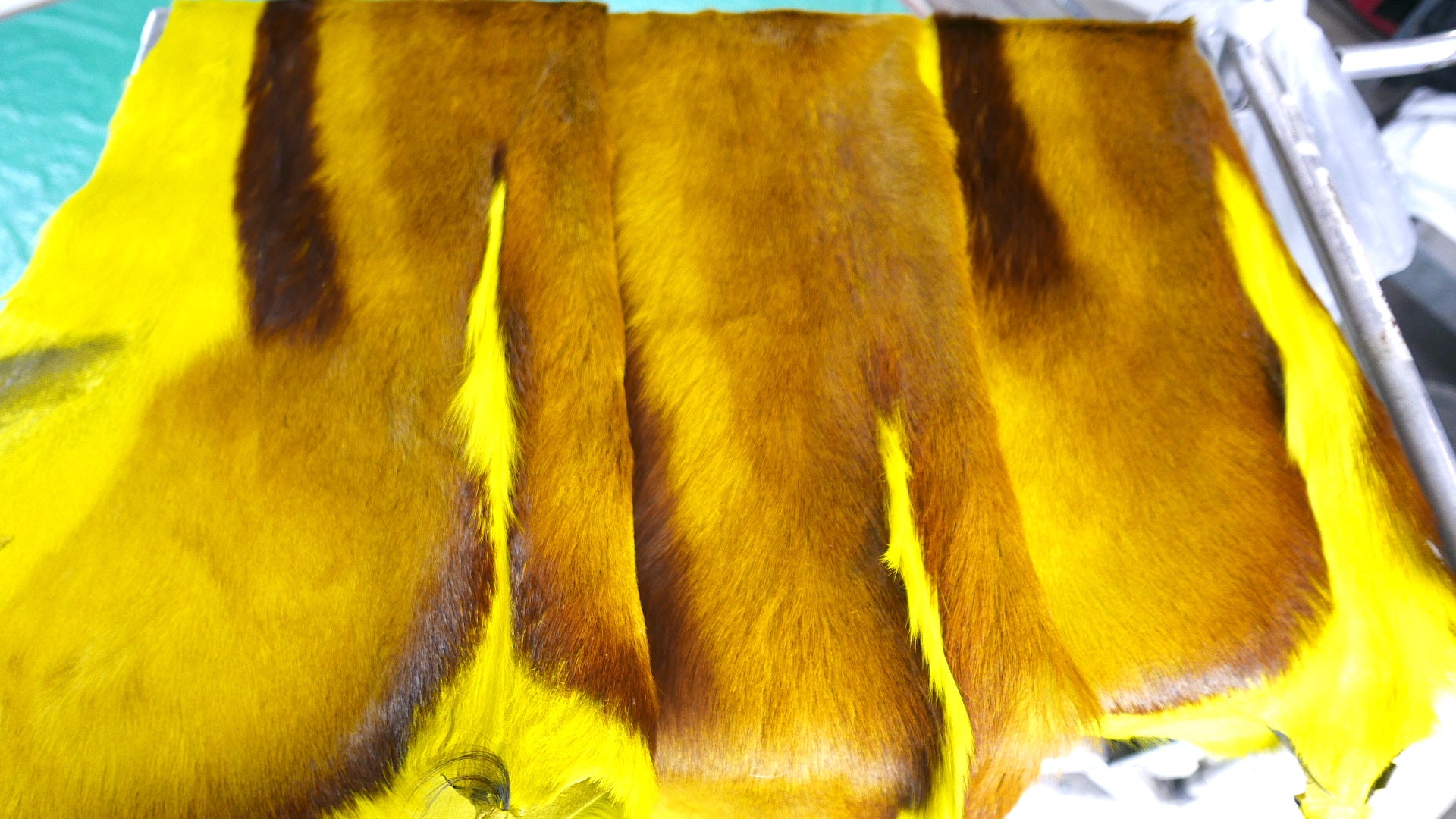 Yellow Dyed Springbok Skin – Cowhides USA