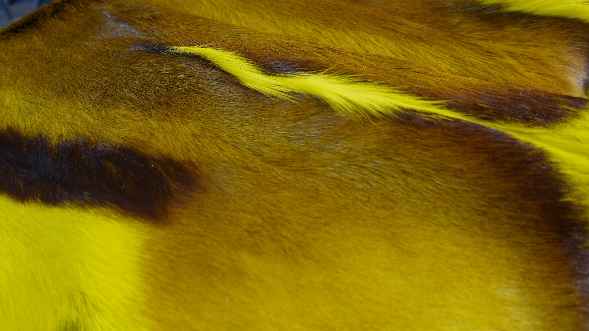 Yellow Dyed Springbok Skin – Cowhides USA