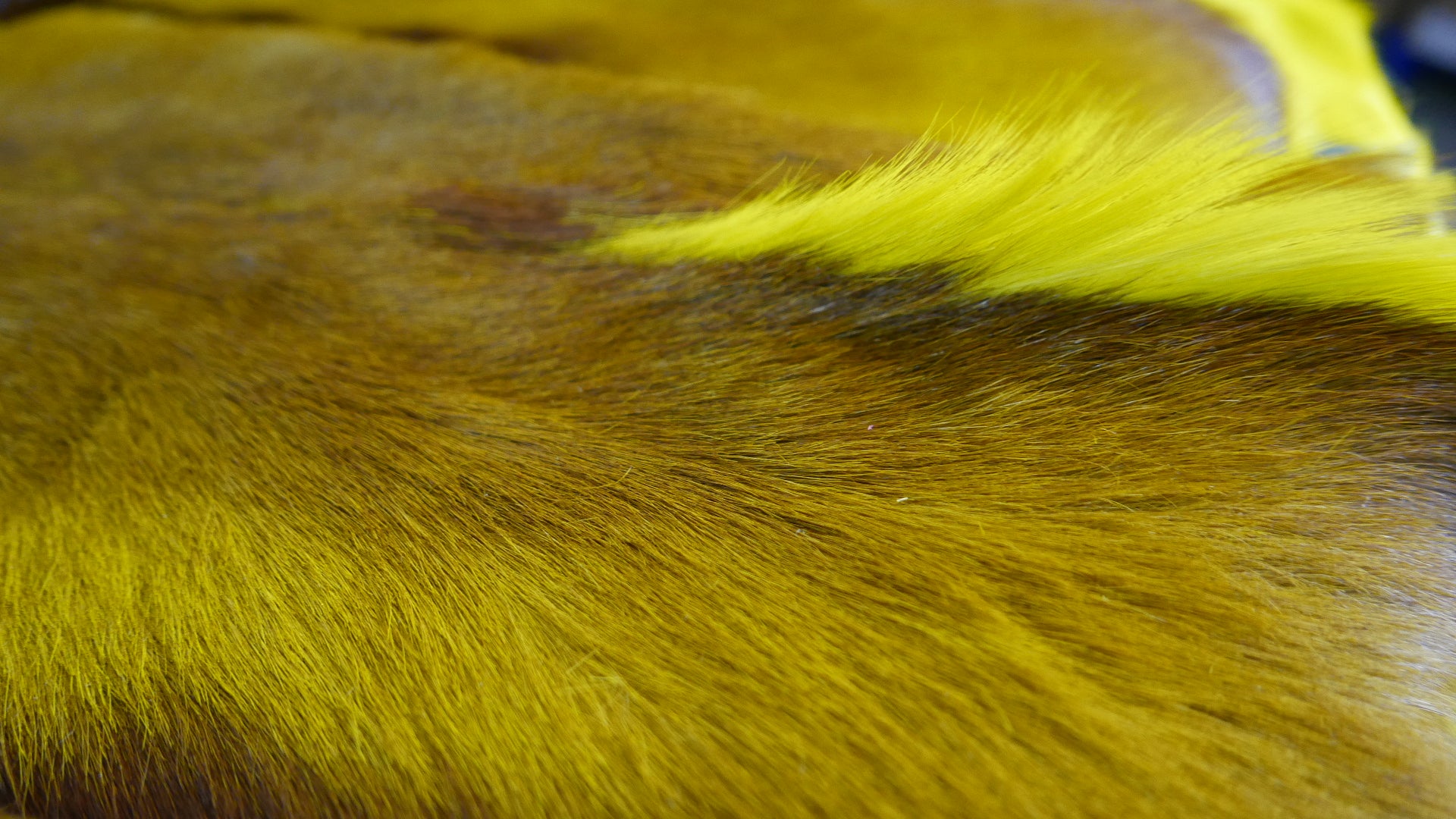 Yellow Dyed Springbok Skin – Cowhides USA