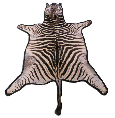 Real Zebra Skin Rug - Juvenile Size - BRAND NEW Burchell's Hide Zebra Rug - Size: 85"x58" (Tail is 17") #101