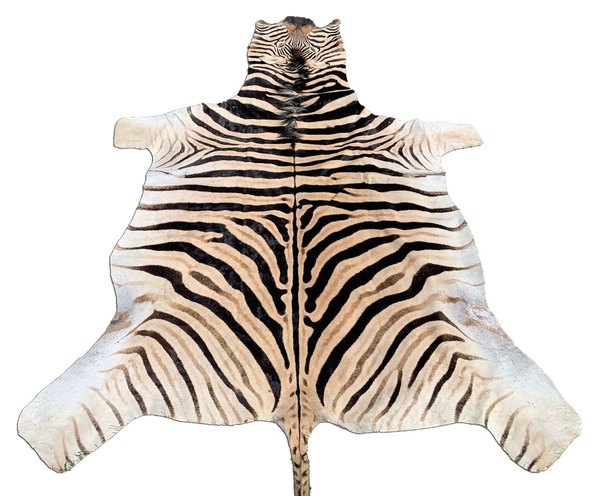 Giant Zebra Skin Rug # 105 (Tail is 35") Size: 8 3/4x6 1/2 feet