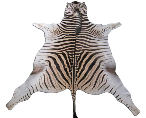 Zebra Skin Rug # 109 (lots of specs/awesome tail 27"/Nice full mane) Size: 7.5x6.7 feet