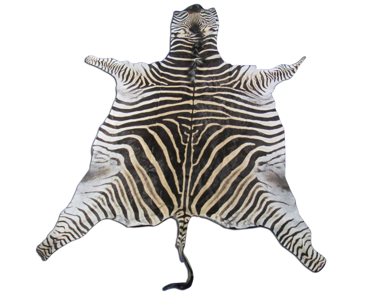 Zebra Skin Rug (Tail is 28"/One scar/wide neck) Size: 7.5x7 feet # 123