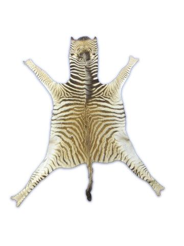 Real Zebra Skin Rug - Size 51X50" - New MINI Baby Burchell's Zebra Hide #133