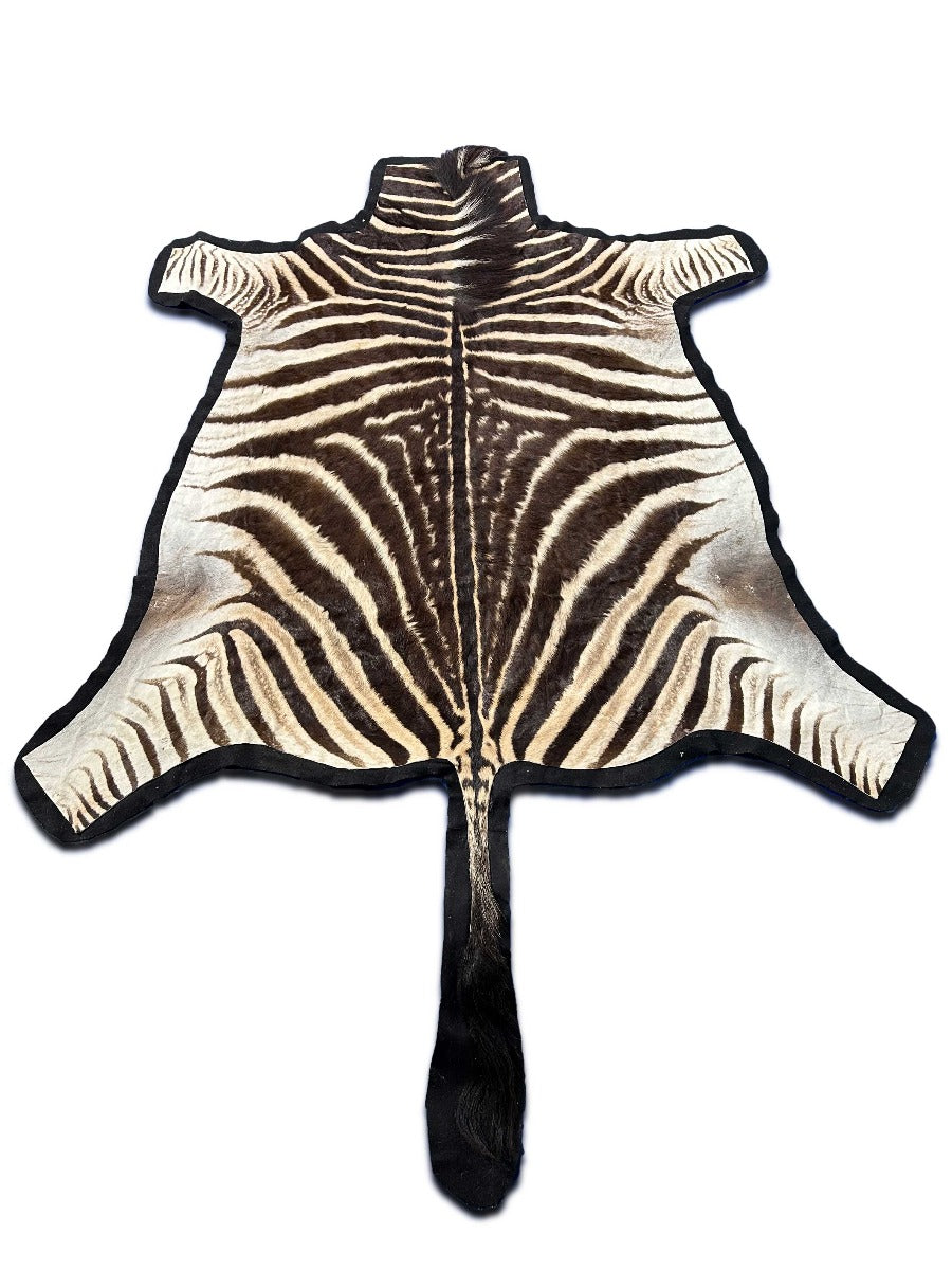 Juvenile Zebra Cowhide Rug (No head/Tail is 28"/Felted) Size: 5.5x6 feet # 139