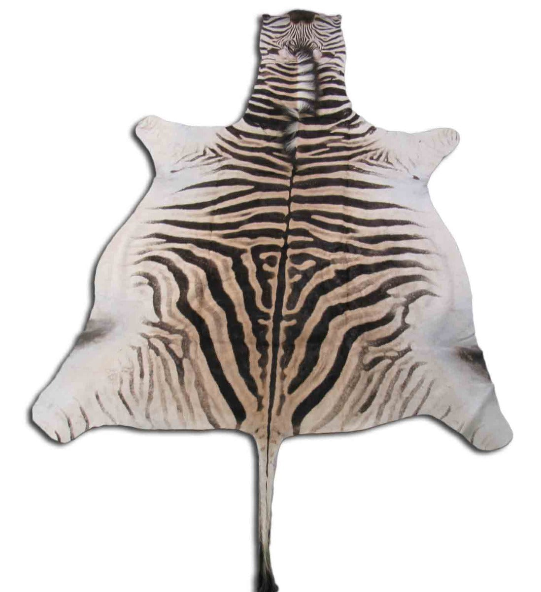 Real Zebra Skin Rug Size: 8' X 6' Burchell's Hide Zebra Rug 86