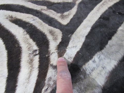 Real Zebra Skin Rug Size: 8' X 6 2/3' Burchell's Hide Zebra Rug 90