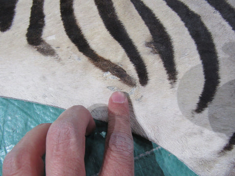 Real Zebra Skin Rug Size: 8' X 6 2/3' Burchell's Hide Zebra Rug 90