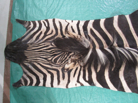 Real Zebra Skin Rug Size: 8' X 6 2/3' Burchell's Hide Zebra Rug 90