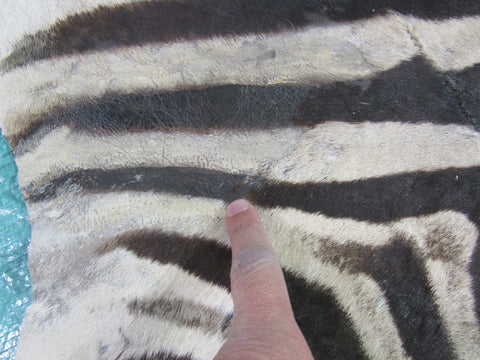 Real Zebra Skin Rug Size: 8' X 6 2/3' Burchell's Hide Zebra Rug 90