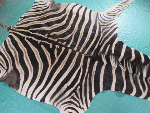 Real Zebra Skin Rug Size: 8' X 6 2/3' Burchell's Hide Zebra Rug 90