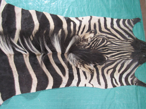 Real Zebra Skin Rug Size: 8' X 6 2/3' Burchell's Hide Zebra Rug 90